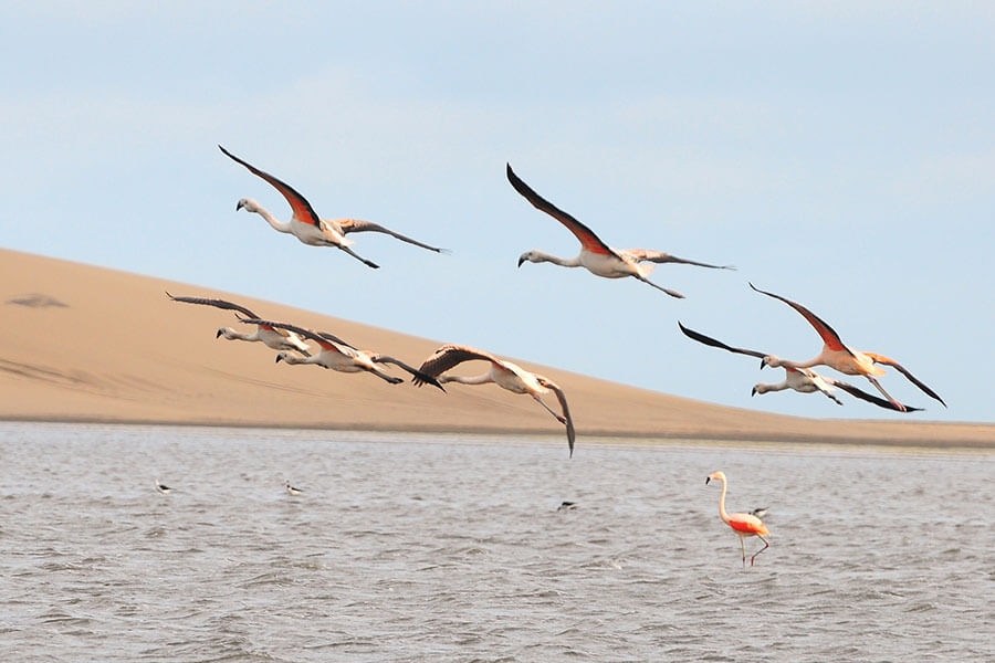 Flamencos en la desembocadura del río Sauce Grande