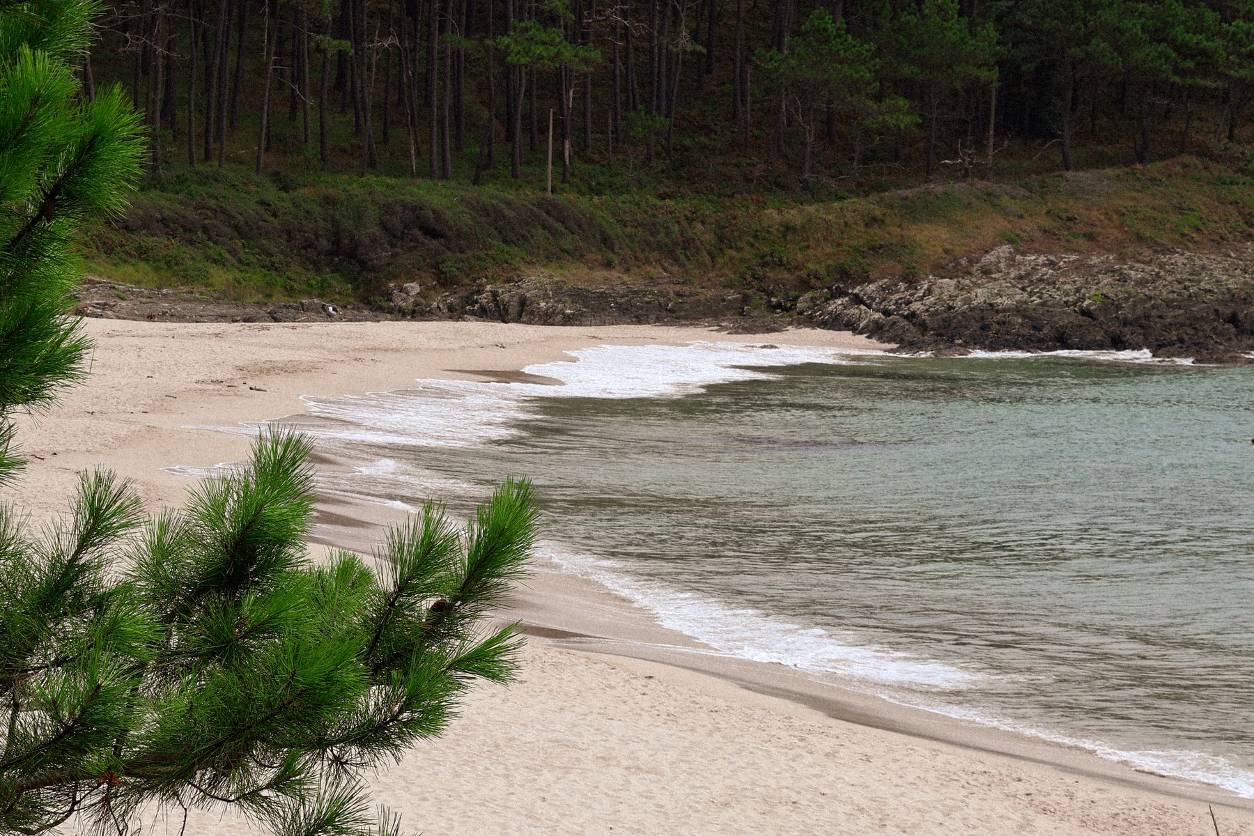 Playa tranquila junto a un bosque de pinos